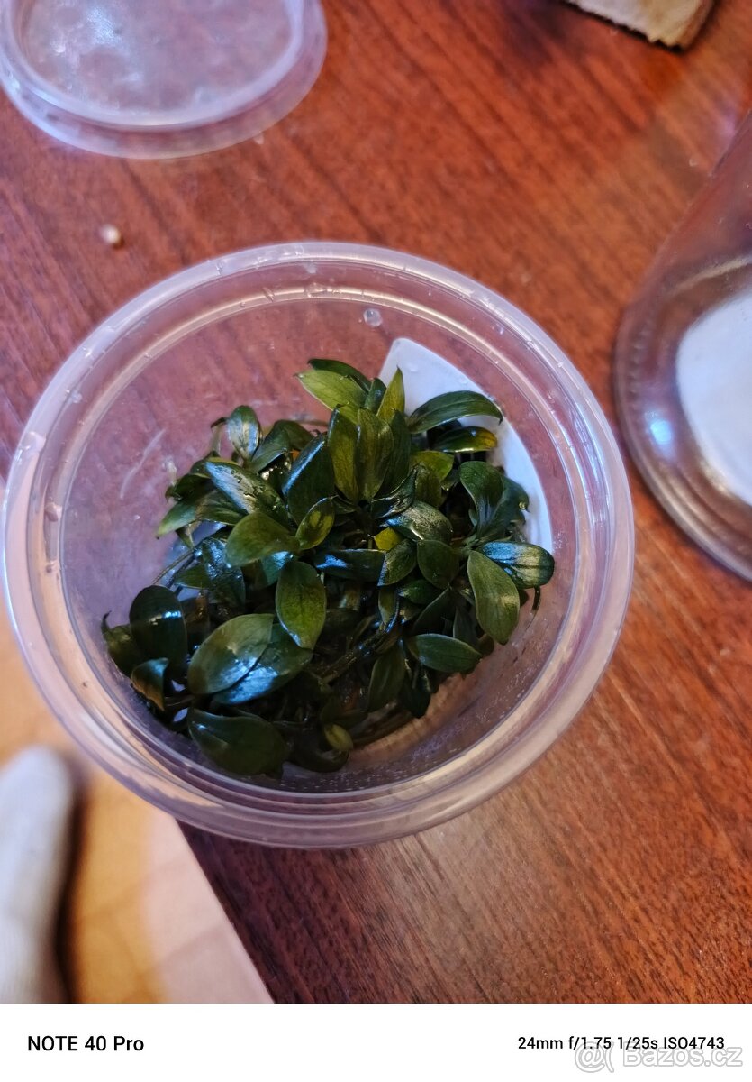 Prodej krevetek a doplňků - 3