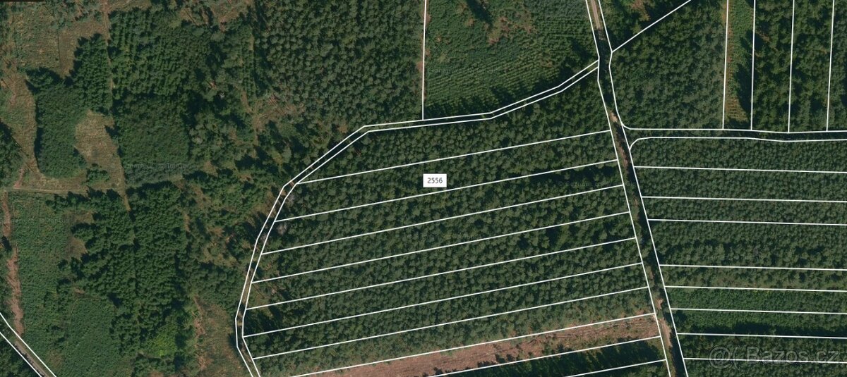 Prodej lesa u Bechyně - 3