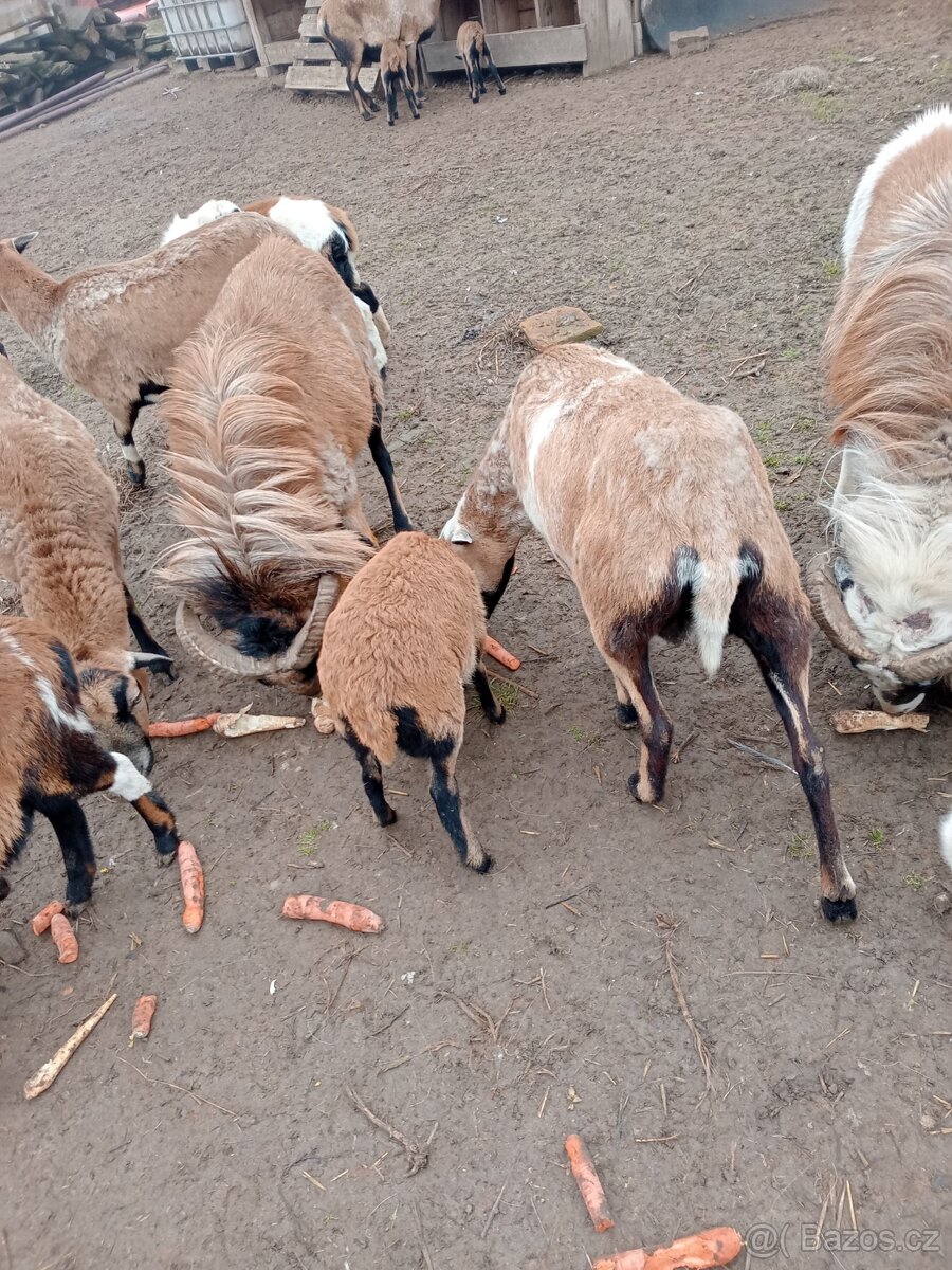 Kamerunská ovce - 3