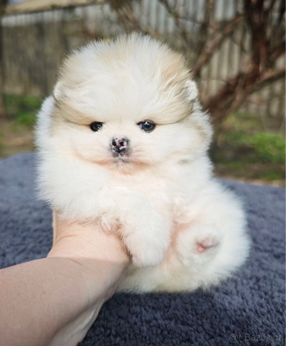 Pomeranian - 3