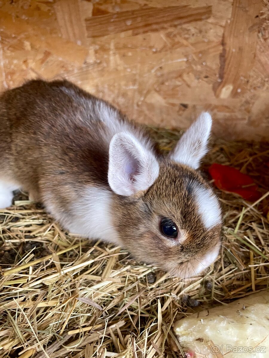 Zakrslý králík - 3