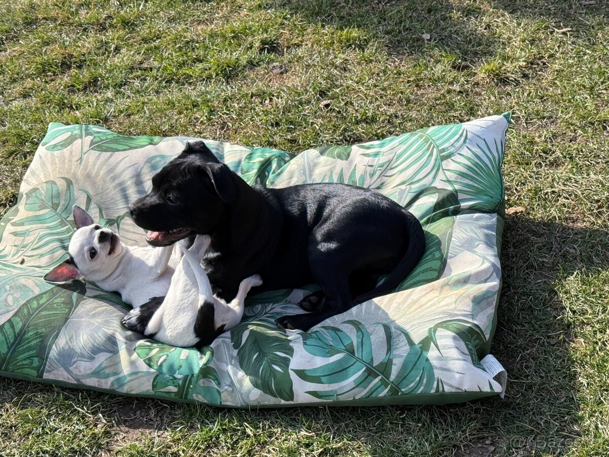 Školka pro psy, hlídání - 3