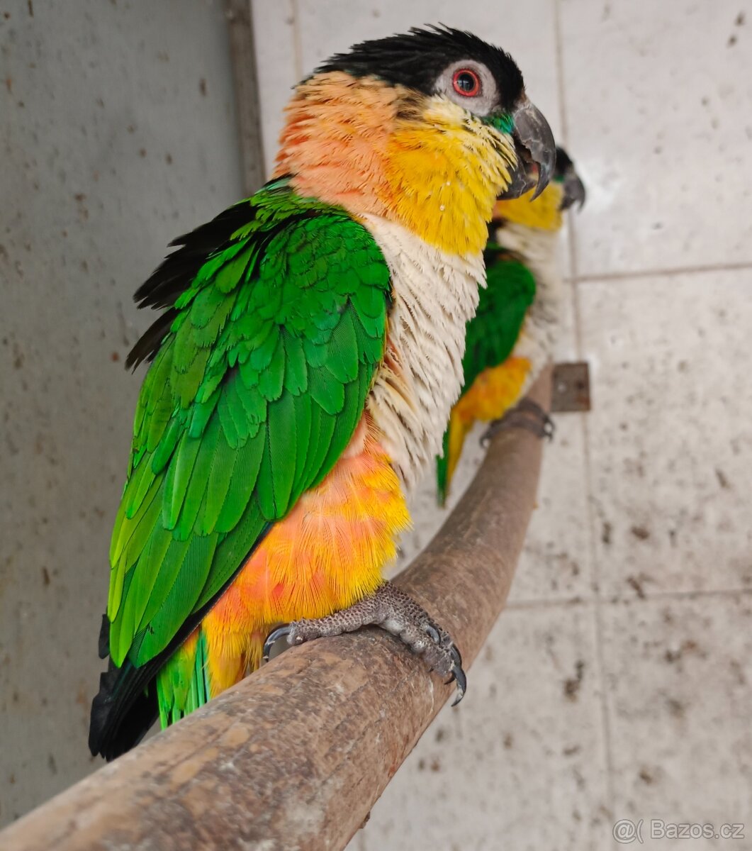 Amazónek černotemenný - 3