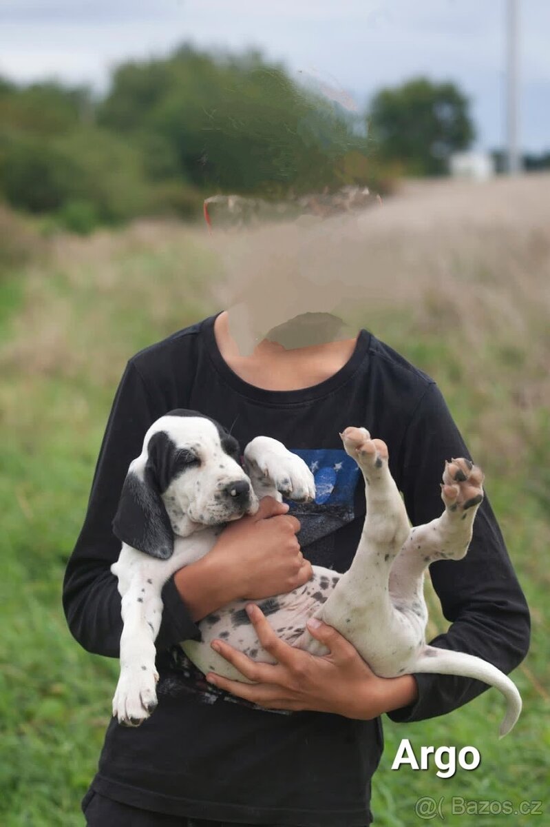 Ohař - prodej štěňat - 3