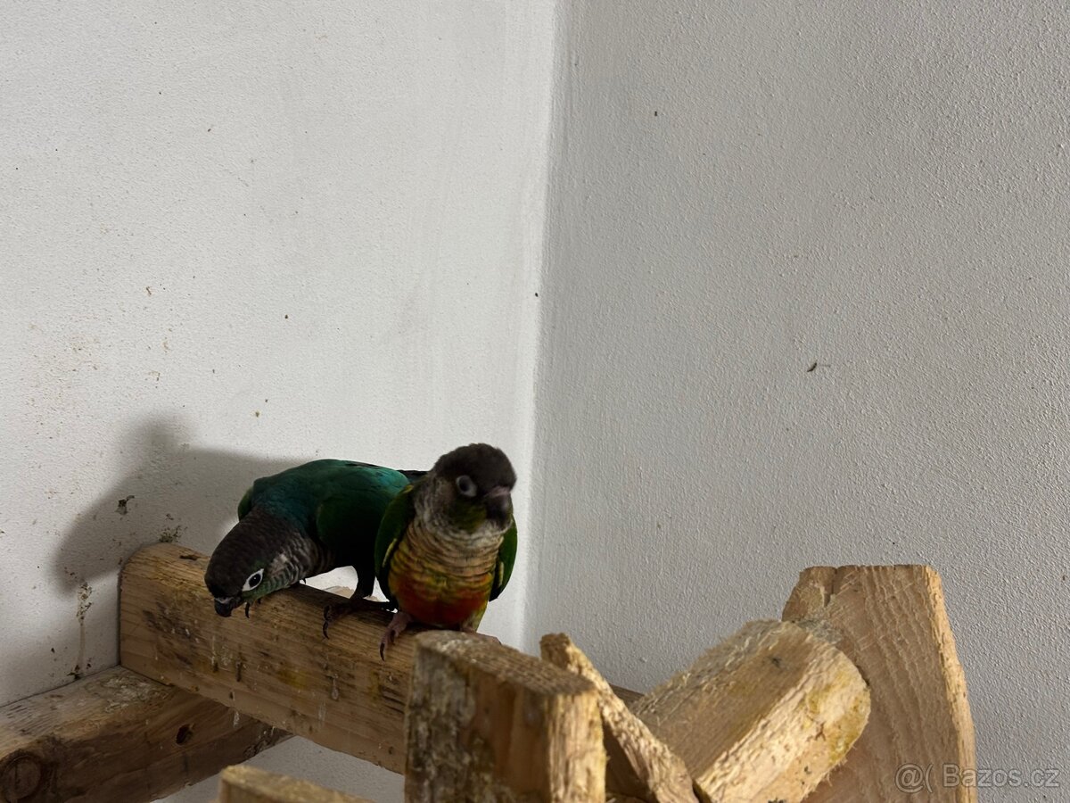 Pár pyrur zelenolicí tyrkys - 3