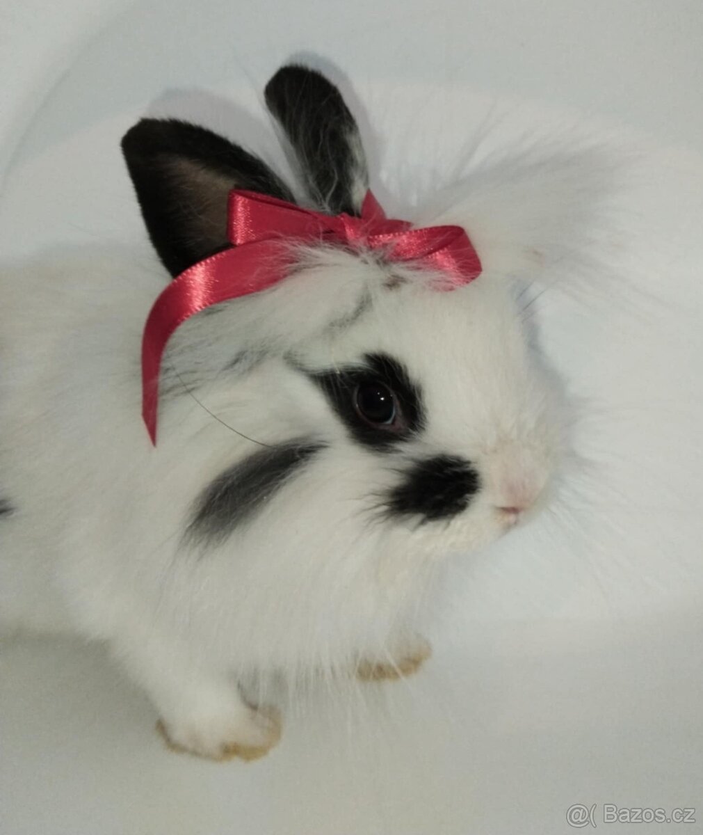 Zakrslý králíček bez PP samička Olivie - 3