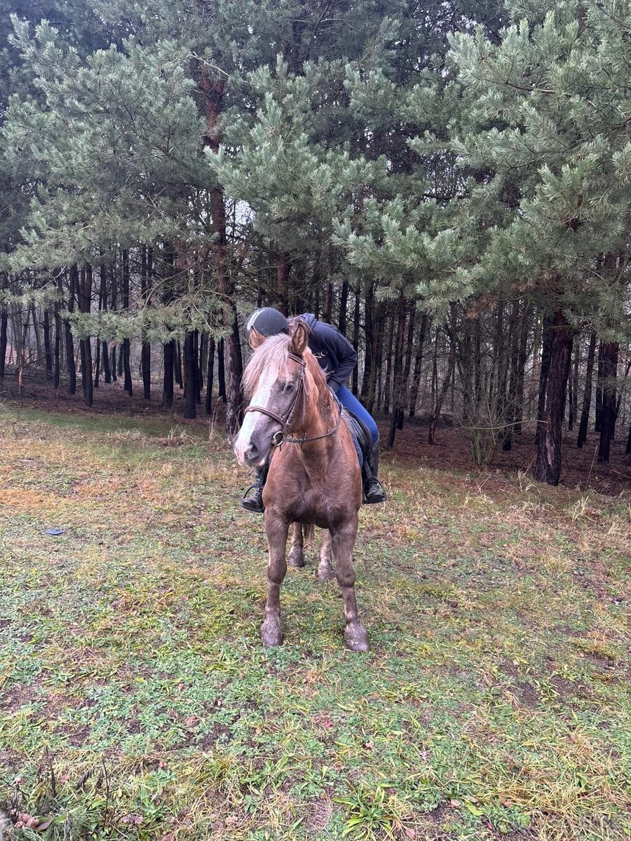 Klisna ponyho typu - 3