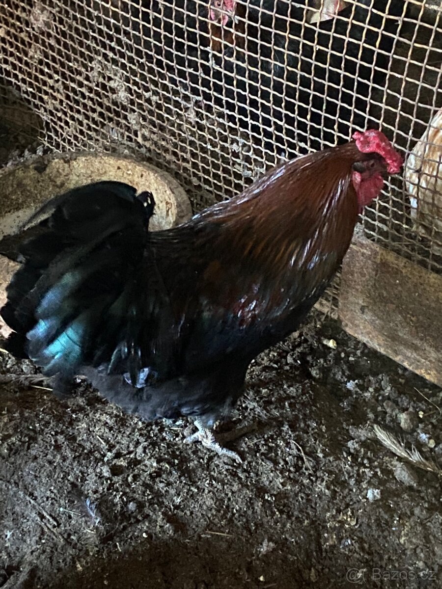 Kohout,slepice,kur domácí - 3