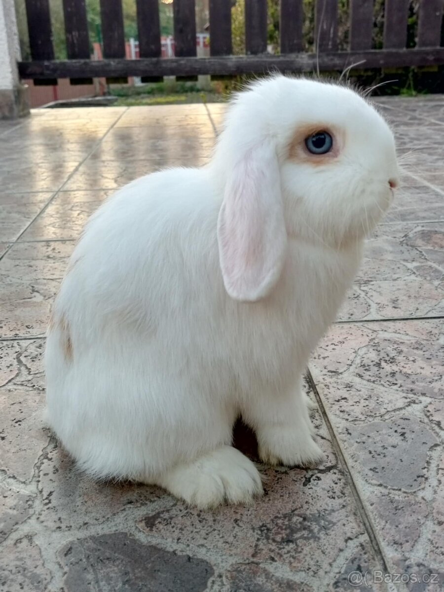 Volná samička - Anglický Zakrslý Beránek MiniLop🍑🧡🤍 - 3