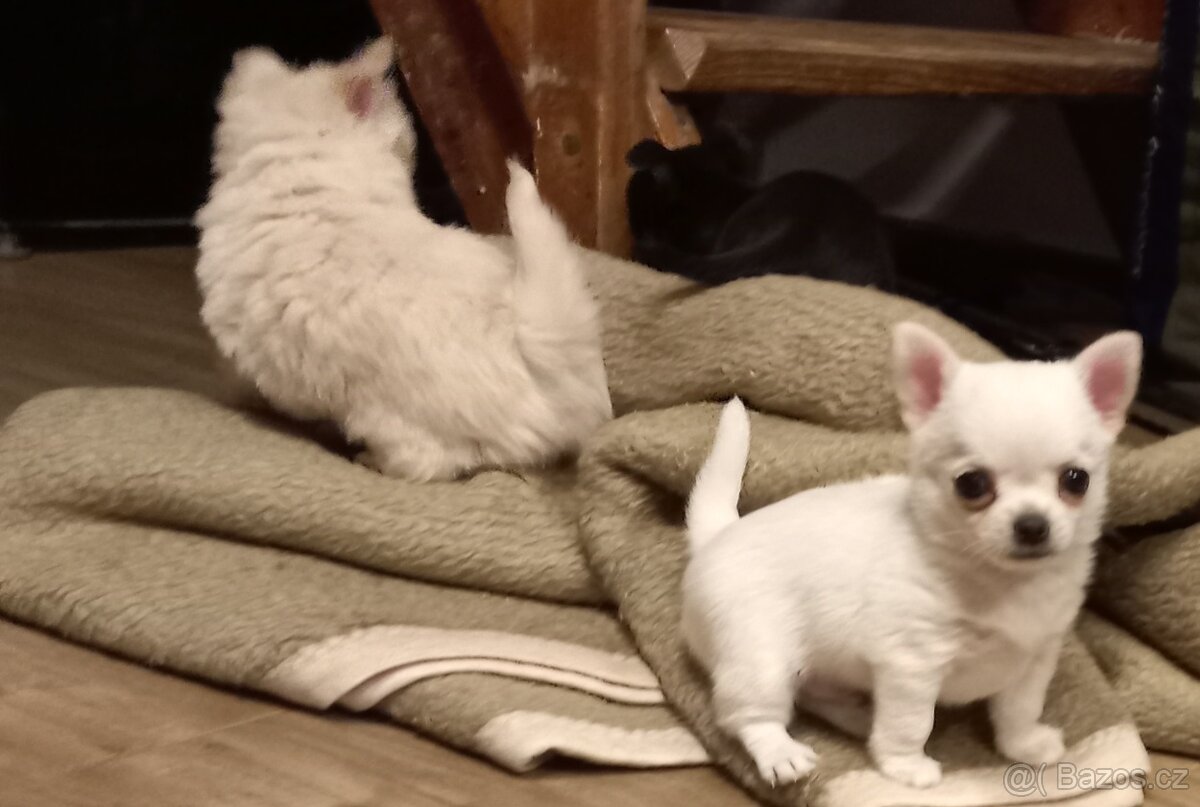 Maltézský psík - maltézáček- pejsek - 3