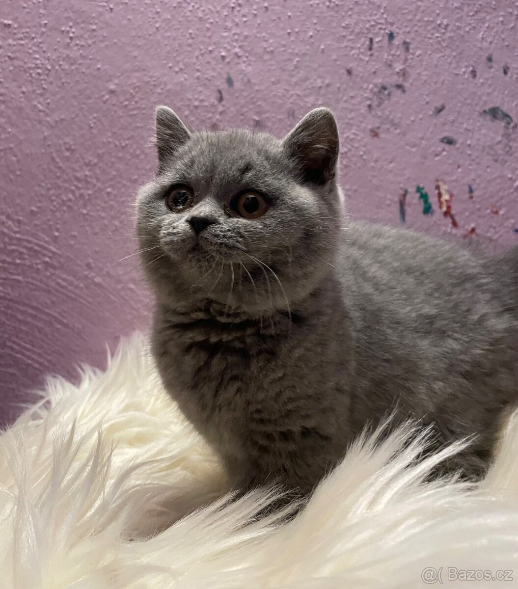 Britská modrá krátkosrstá koťata s pp - 3