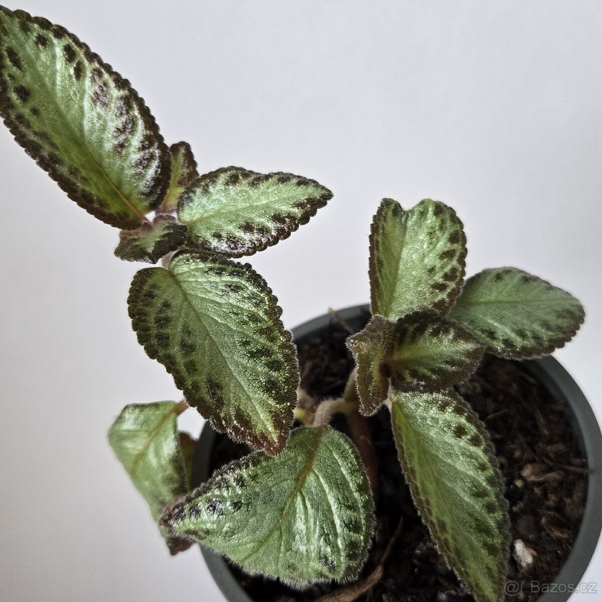 Episcia cupreata sadička - 3