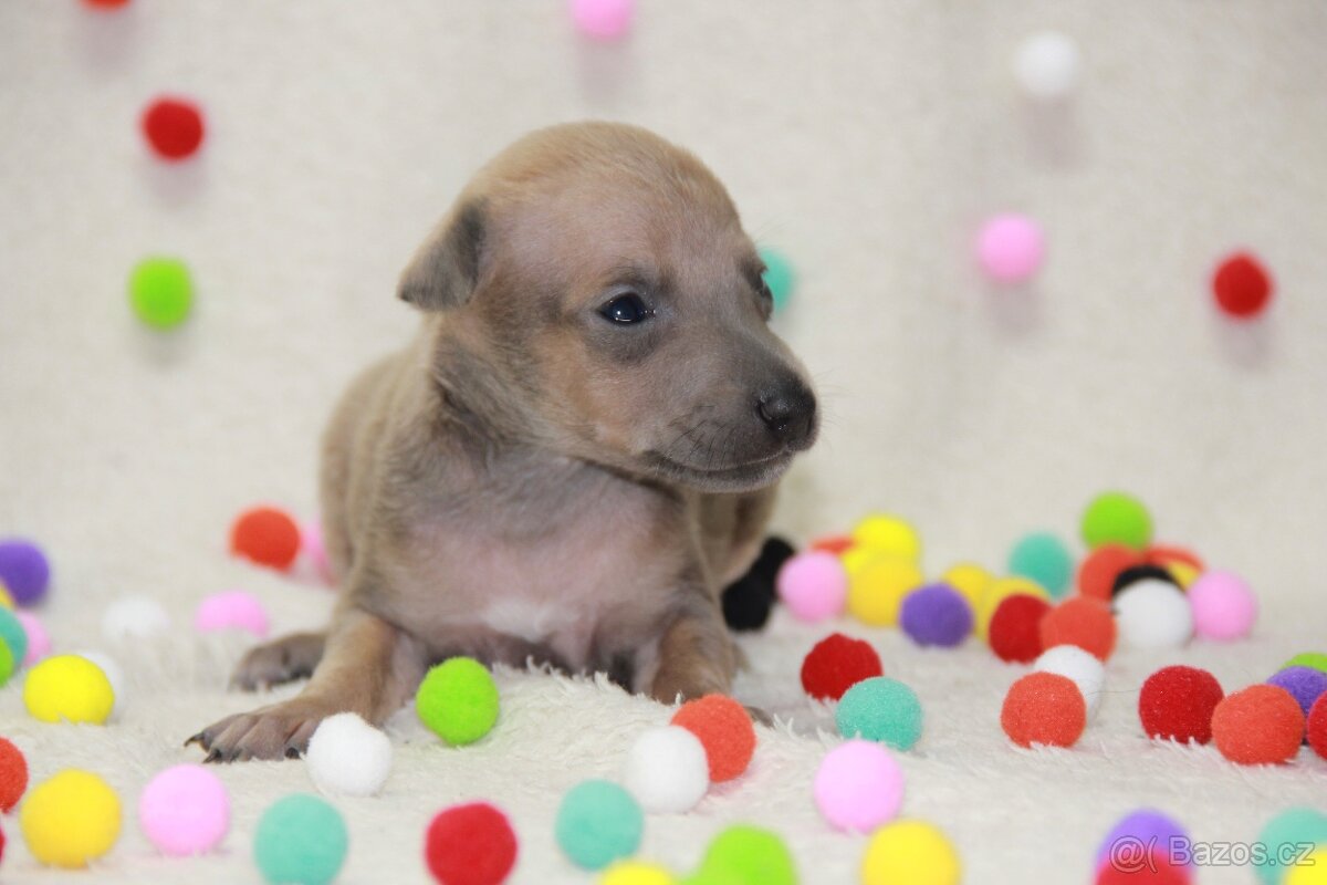 Italský chrtík - 3