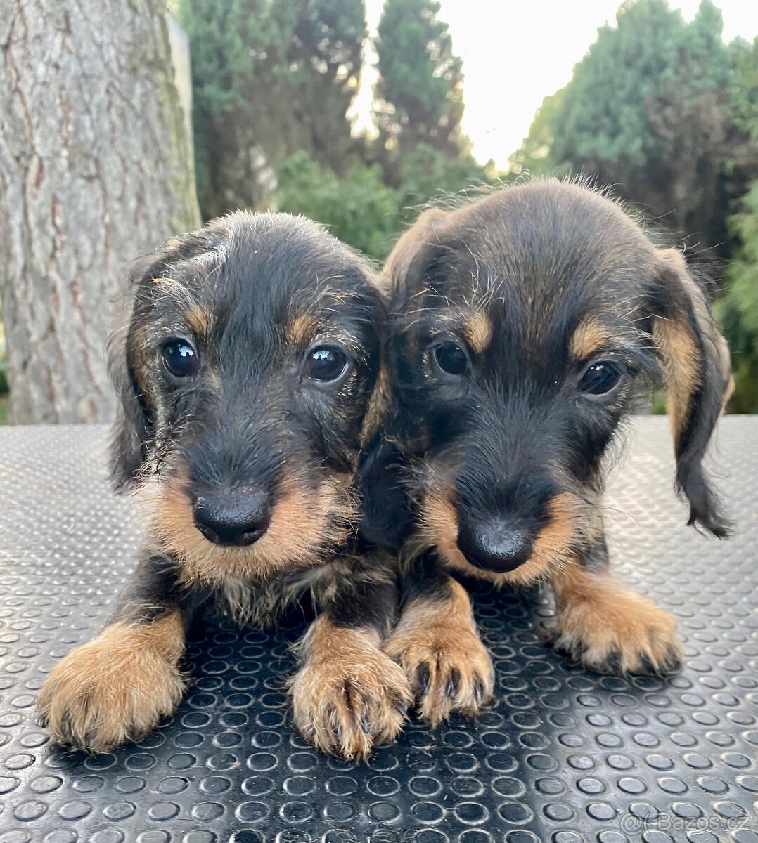 Jezevčík drsnosrstý trpasličí/ králičí - 3