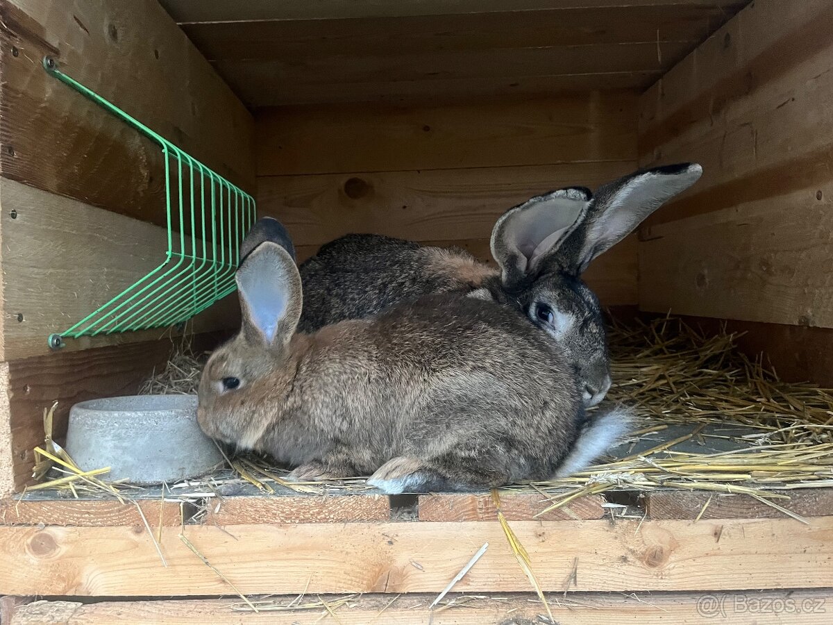 Králíci - 3