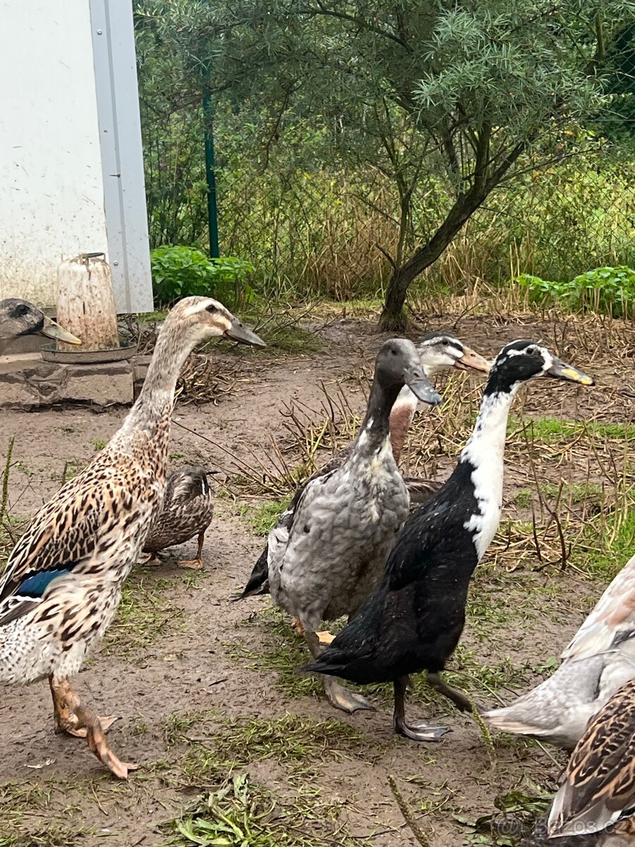 Indický běžec 🦆🦆 pár - 3