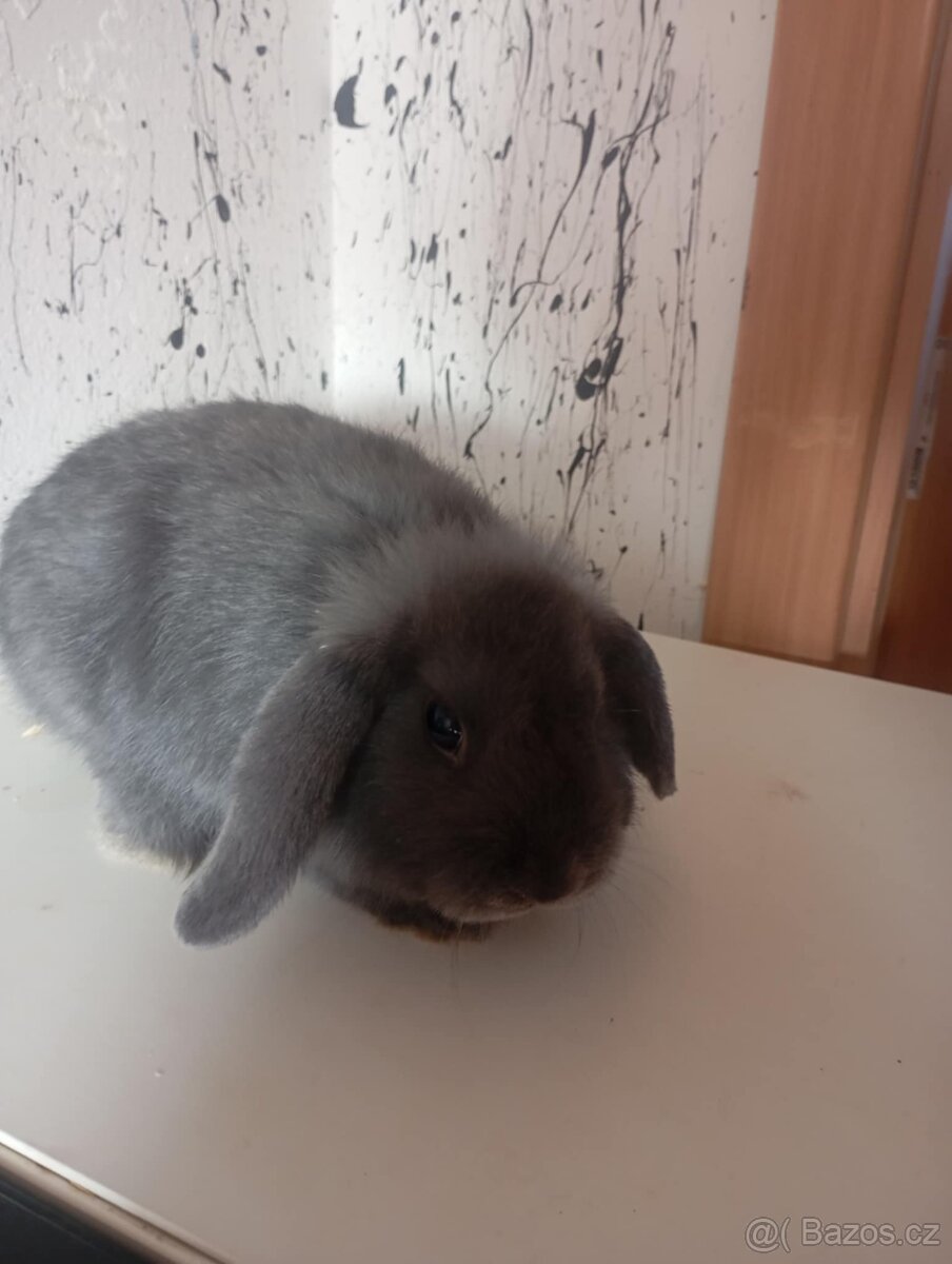 Zakrslí králik - 3
