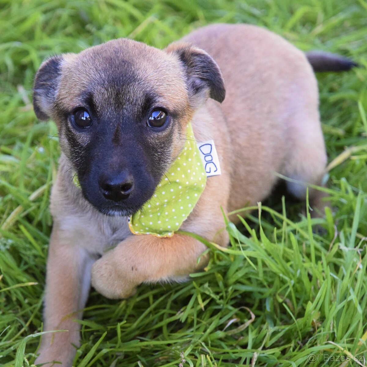 Samko hledá domov - 3