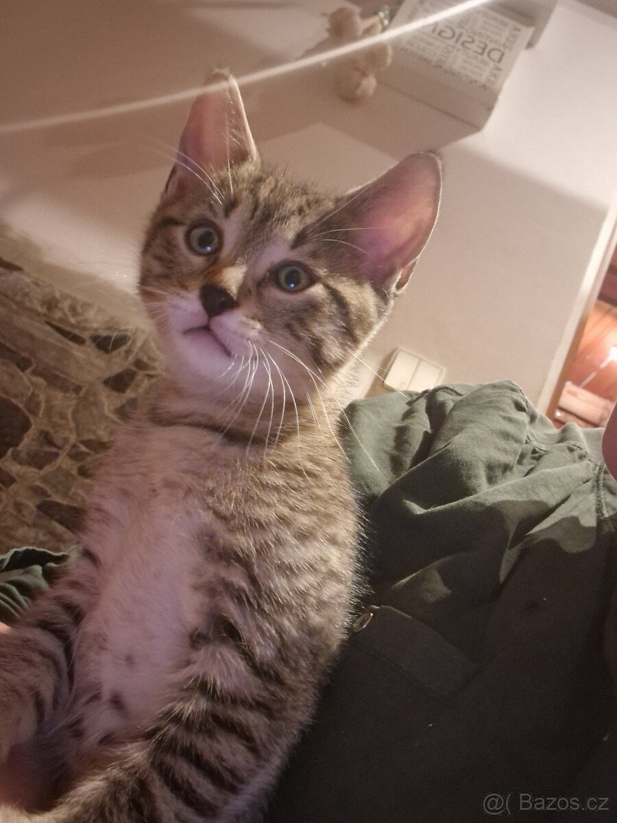 Daruji mourovateho kocourka - 3