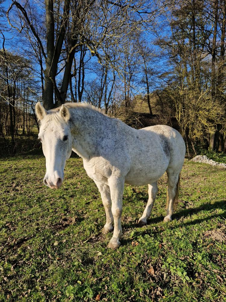 Lipický kůň na prodej - 3