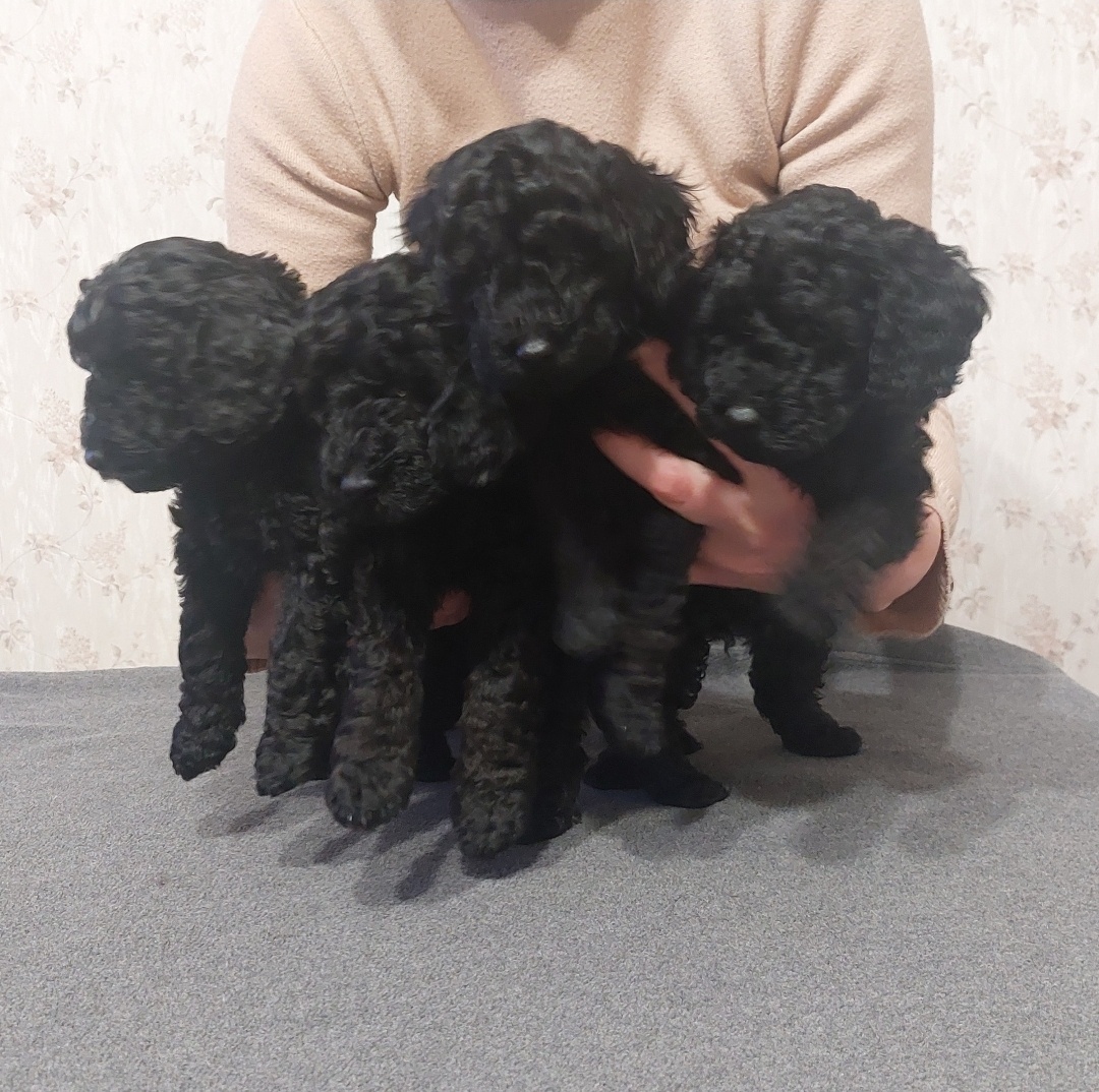 Pudel, pudl, pudlík s PP MADA - 3