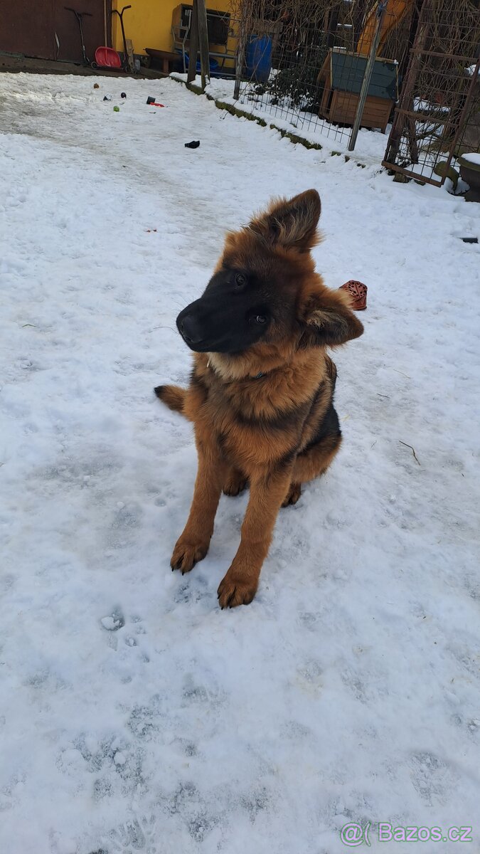Německý ovčáķ - 3