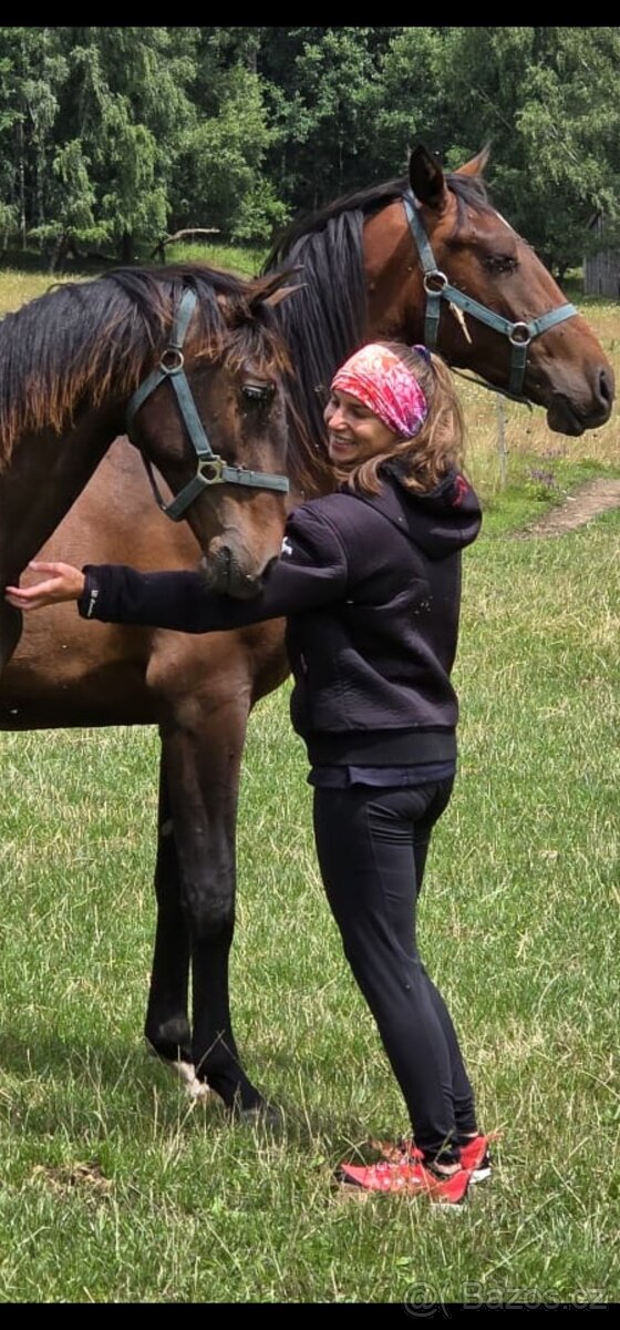 Lusitano hřebeček - 3