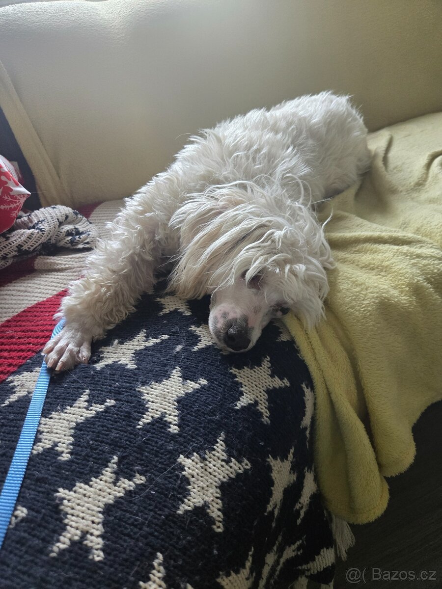 Čínsky chocholatý pes s PP Diego - 3