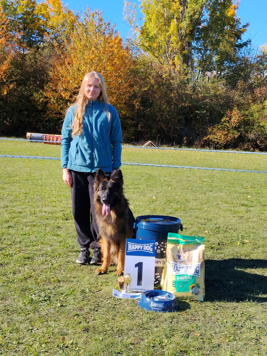 Německý ovčák s PP výběrový chov - 3