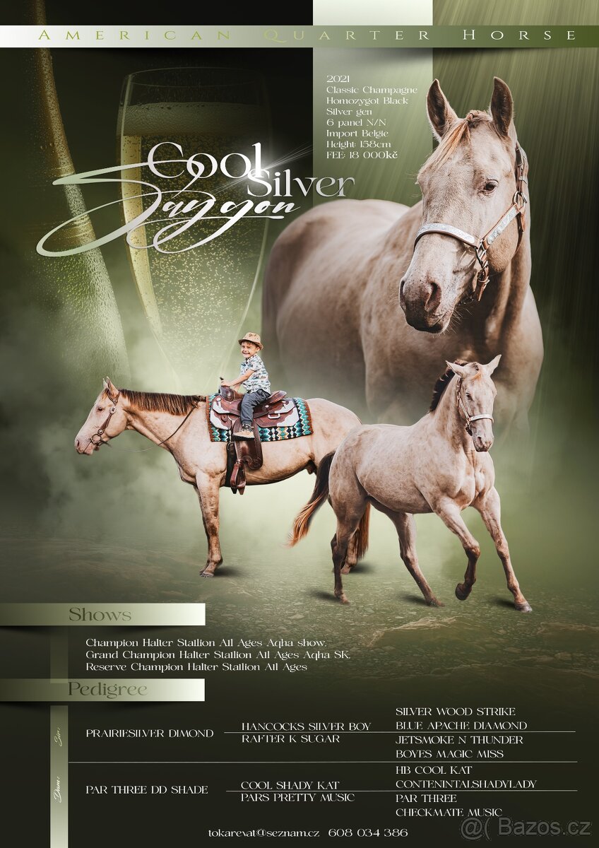 Připouštění AQH plemenným hřebcem Classic Champagne - 3