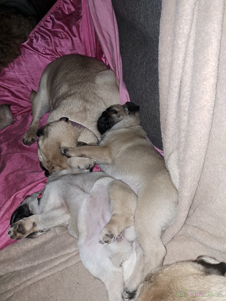 Mops štěňátka s PP k odběru - 3