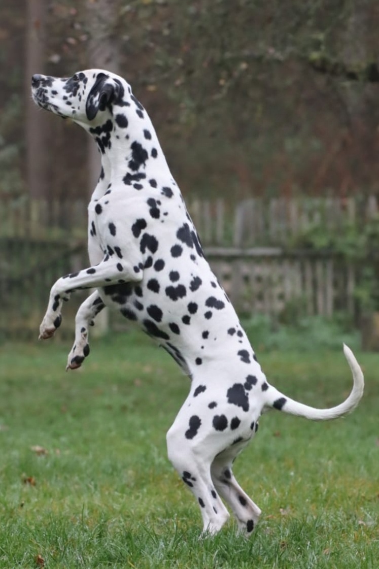 Štěně - dalmatin s PP - 3