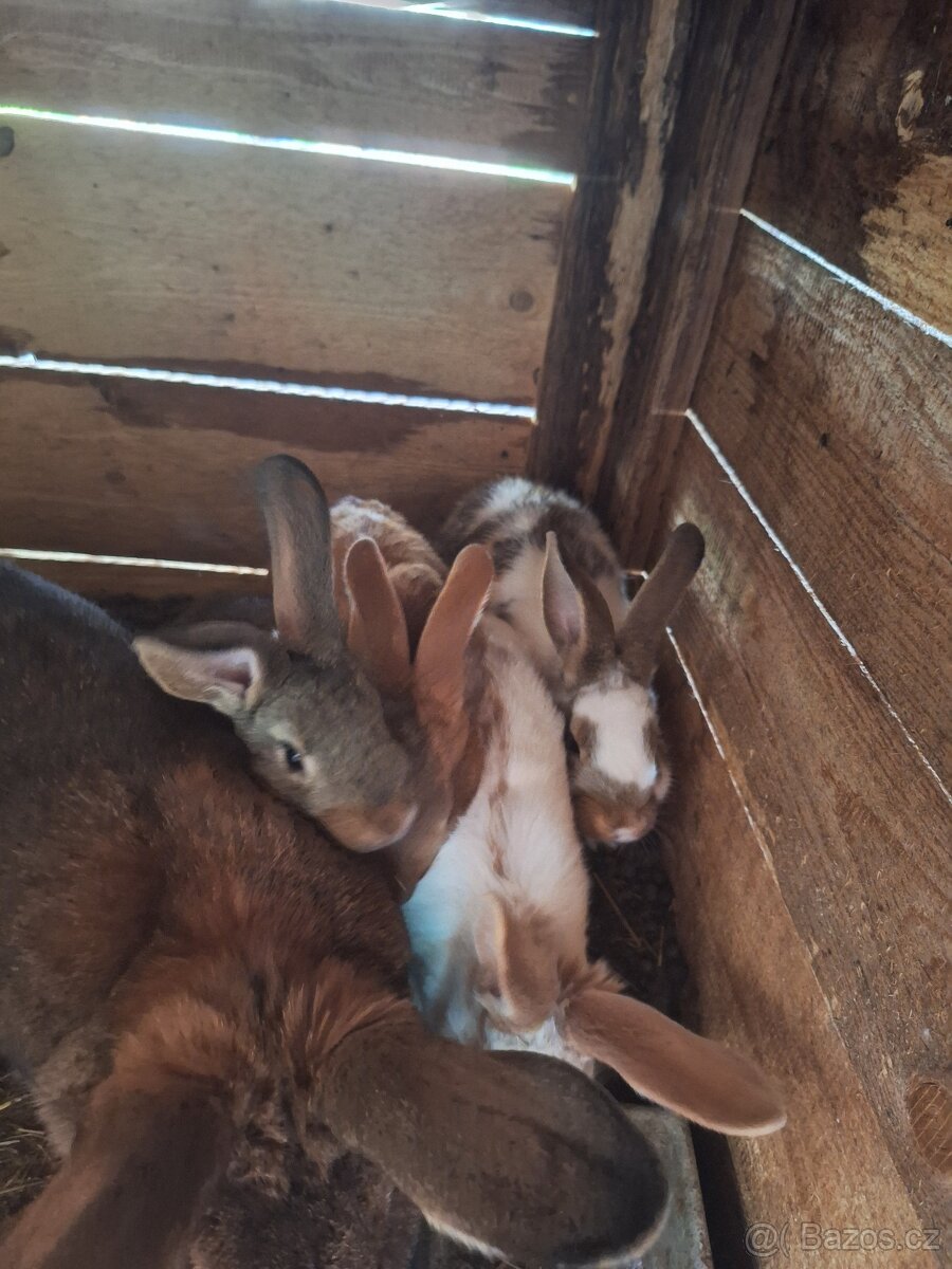 Nabízím králíky na chov - 3