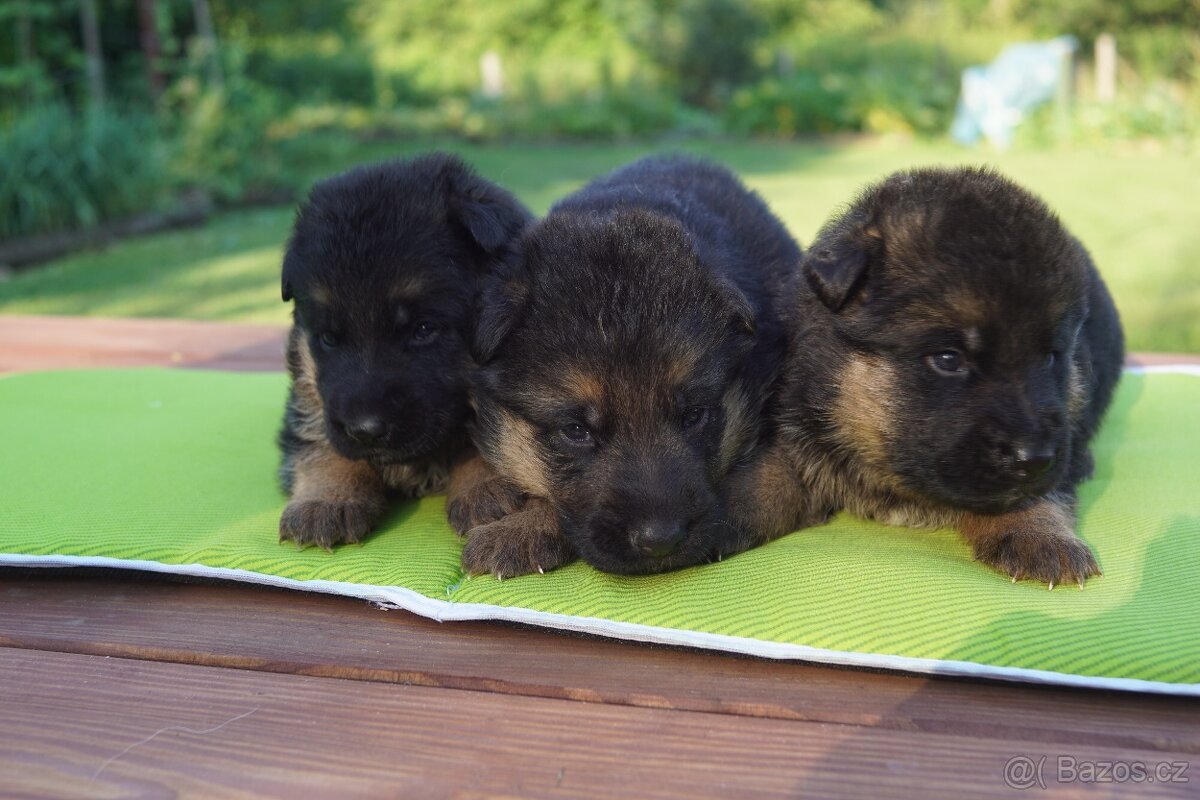 NEMECKY OVCZAK REX - 3