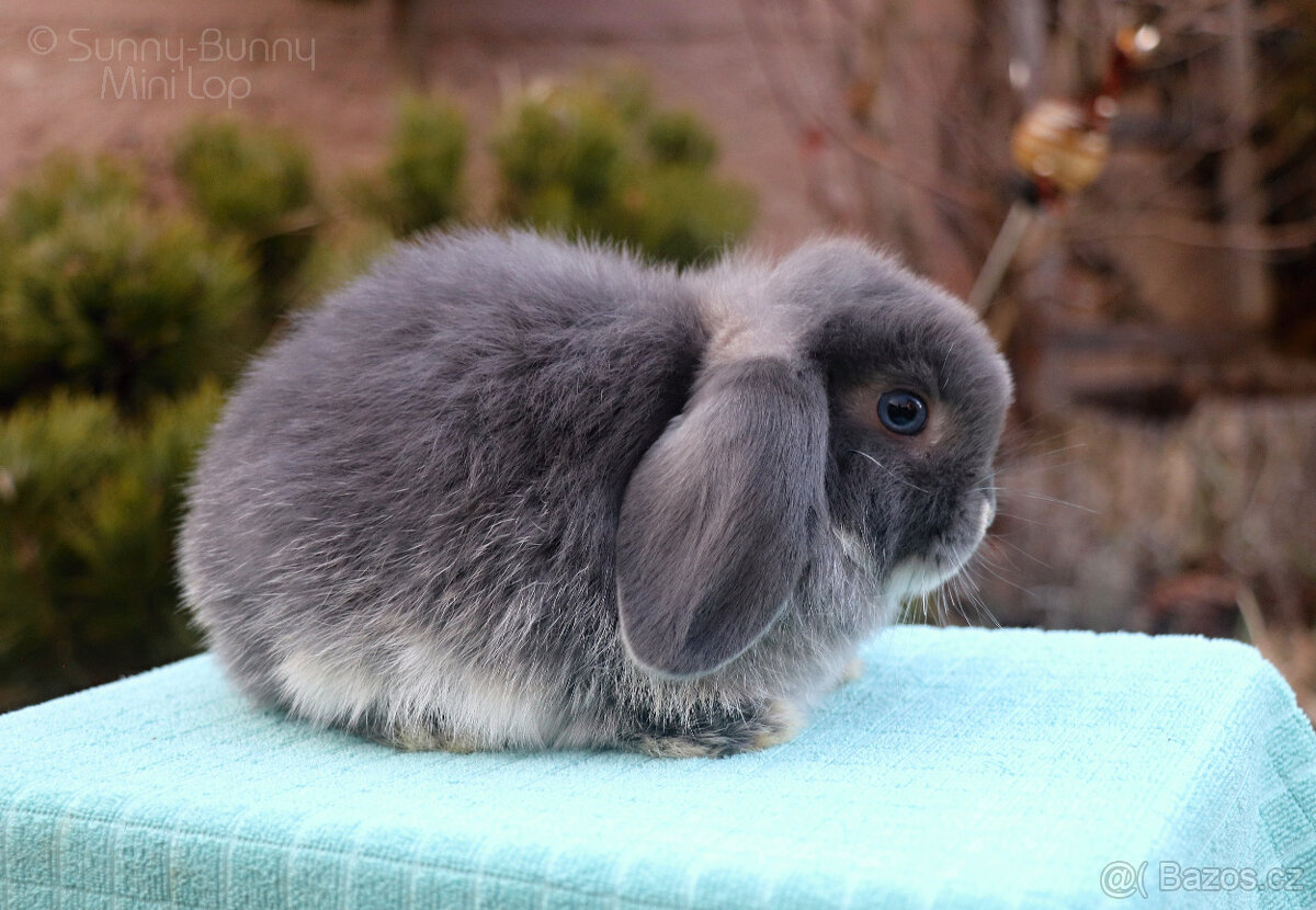 Zakrslý králíček MINILOP 🩷 holčička - 3