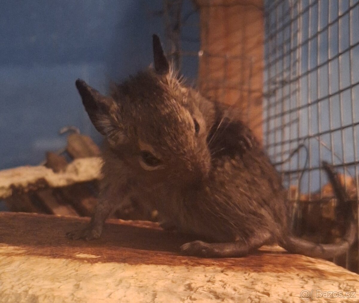 Osmak degu miminko/samec - 3