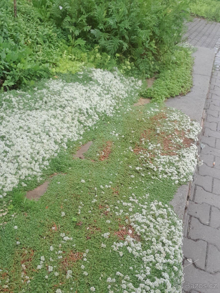 paronychia kapela - 3