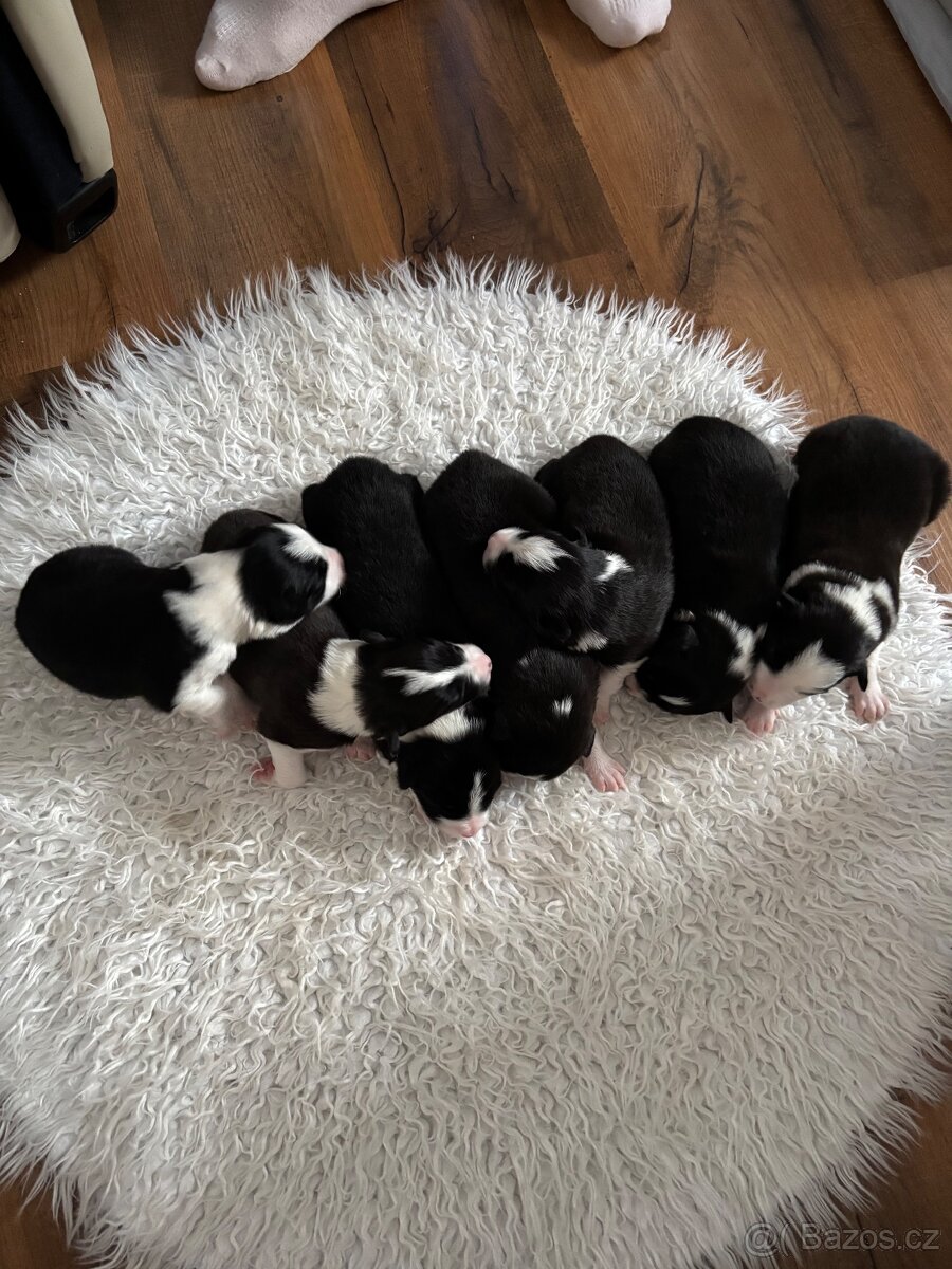 Borderkolie štěňata - 3