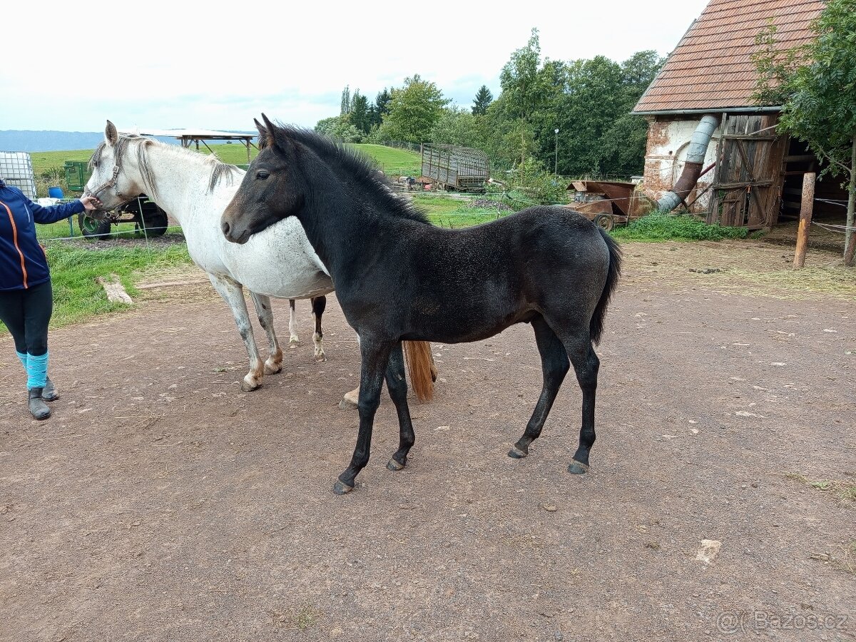 Letošní pony hřebeček - 3