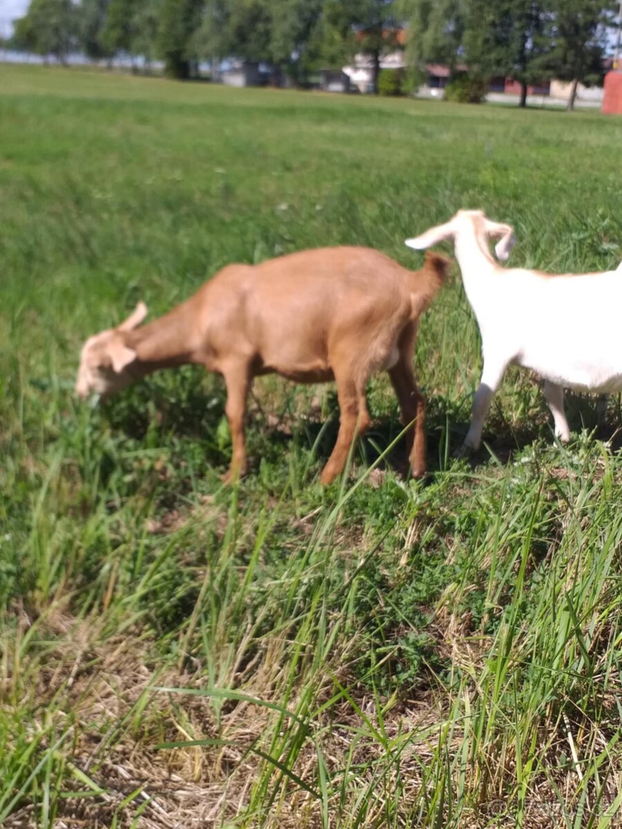 Prodám kůzlata - 3