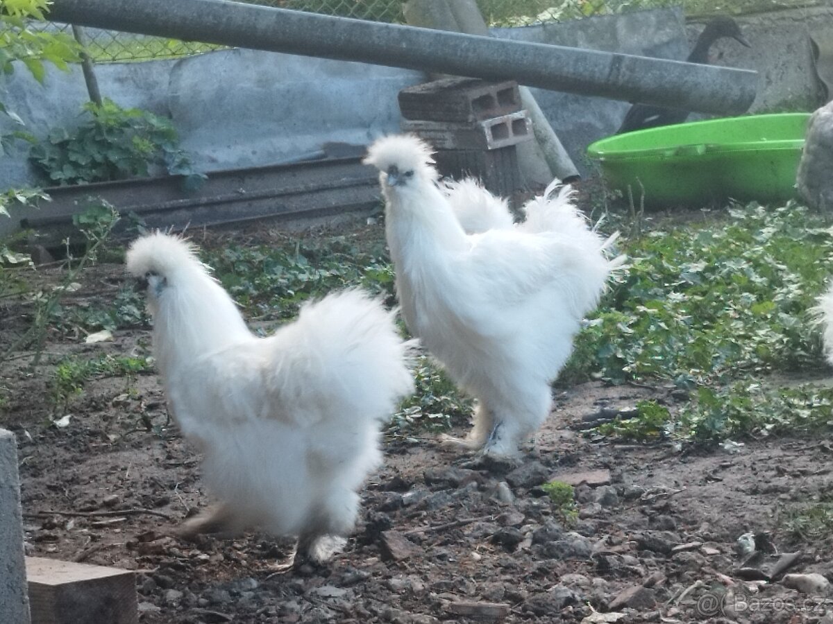 Kohout Hedvábnička vousatá - 3