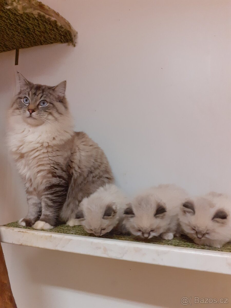 Kocour Ragdoll ke krytí - 3