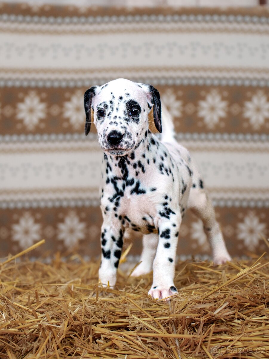 Prodej štěňátek - Dalmatin - 3