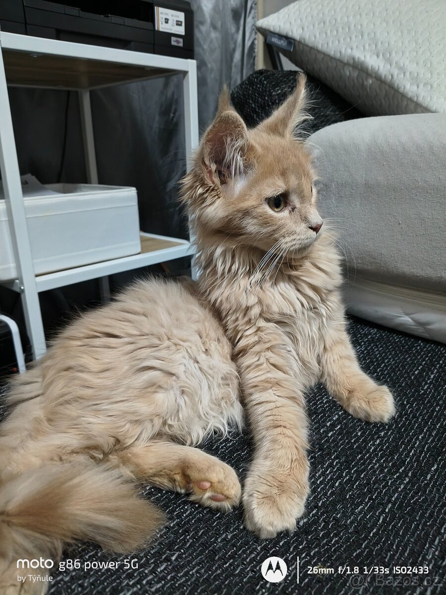 Mainská mývalí - 3