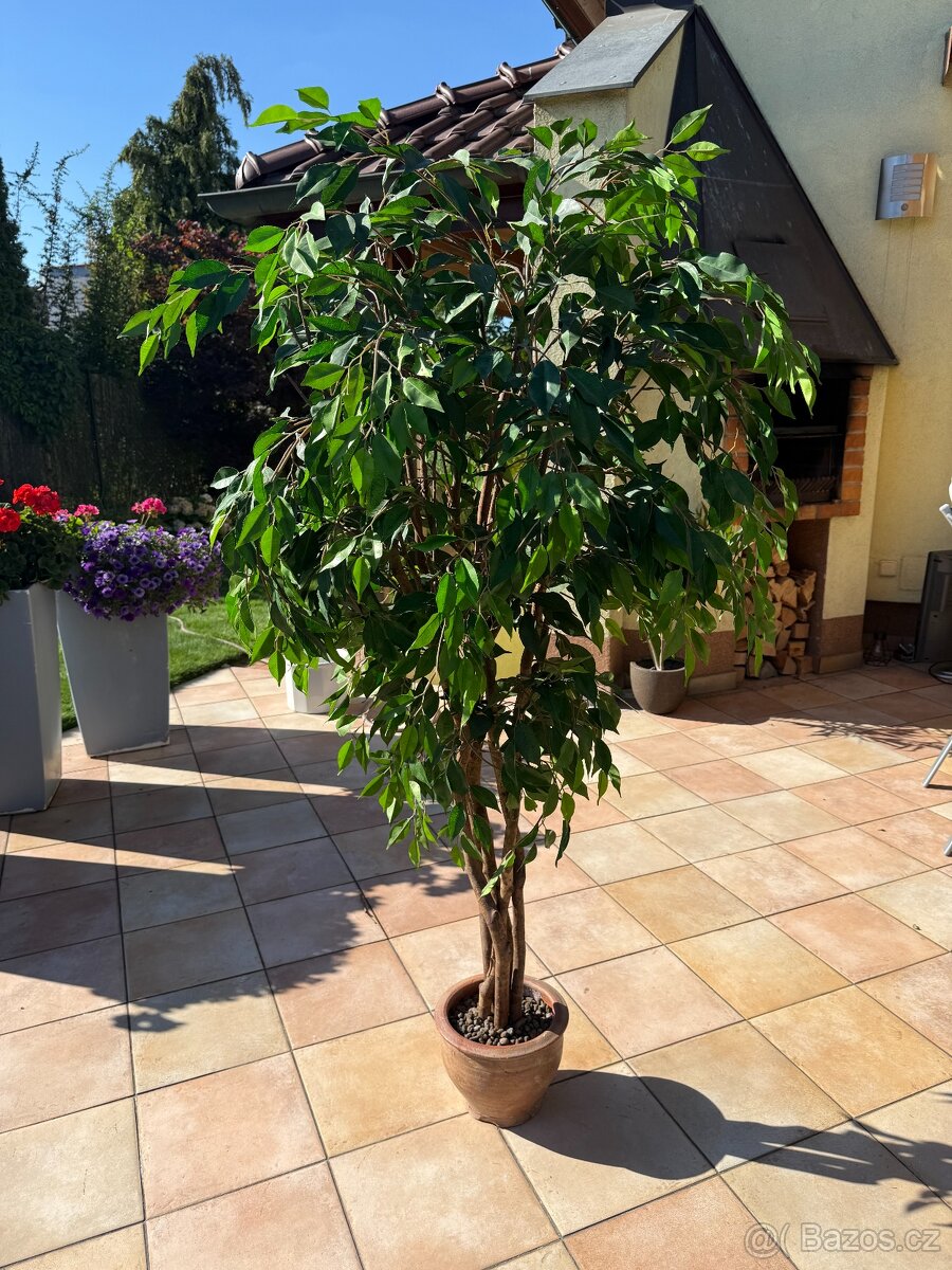 Umělý fikus benjamin - 3