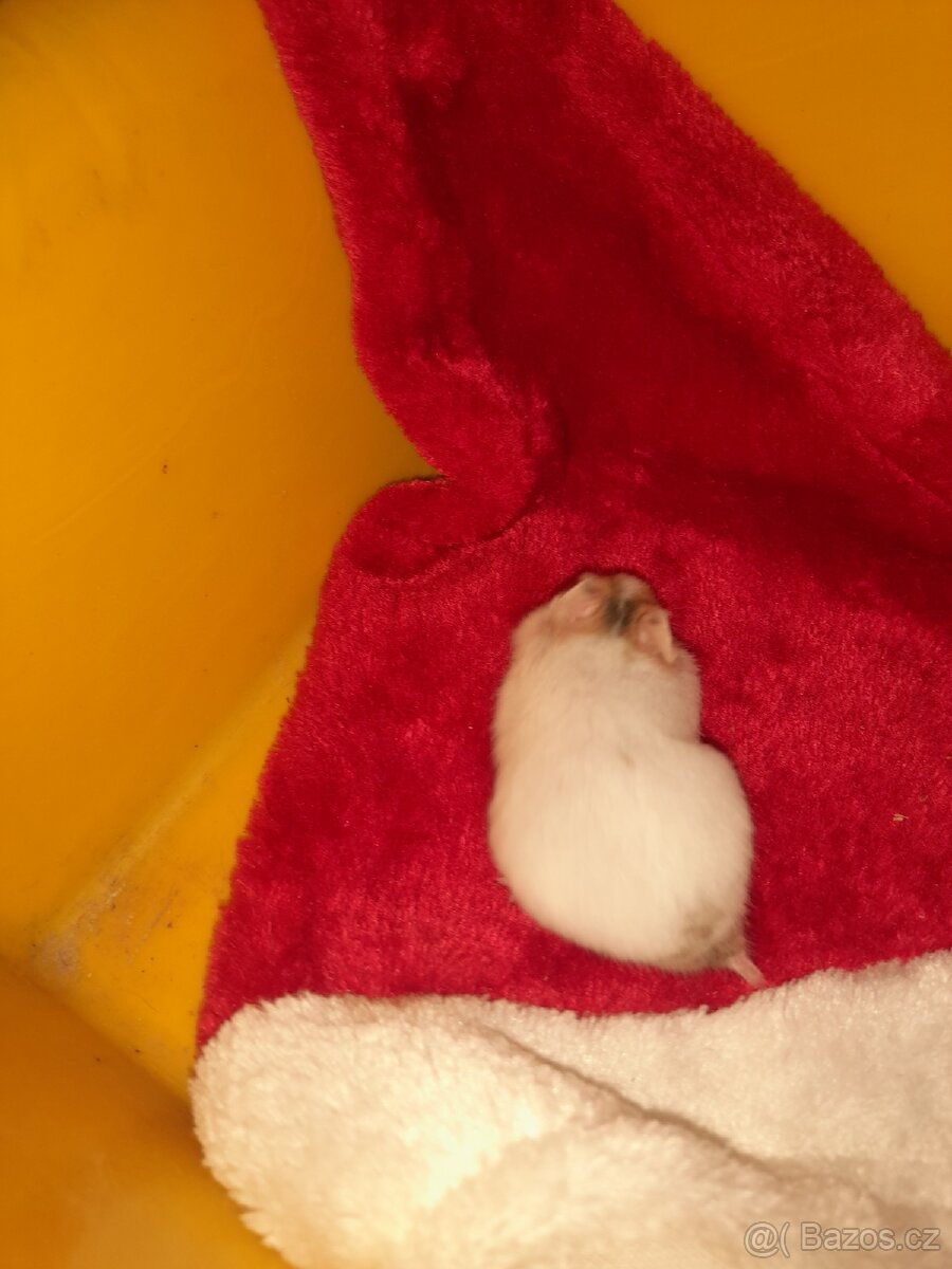 Křeček syrský - 3