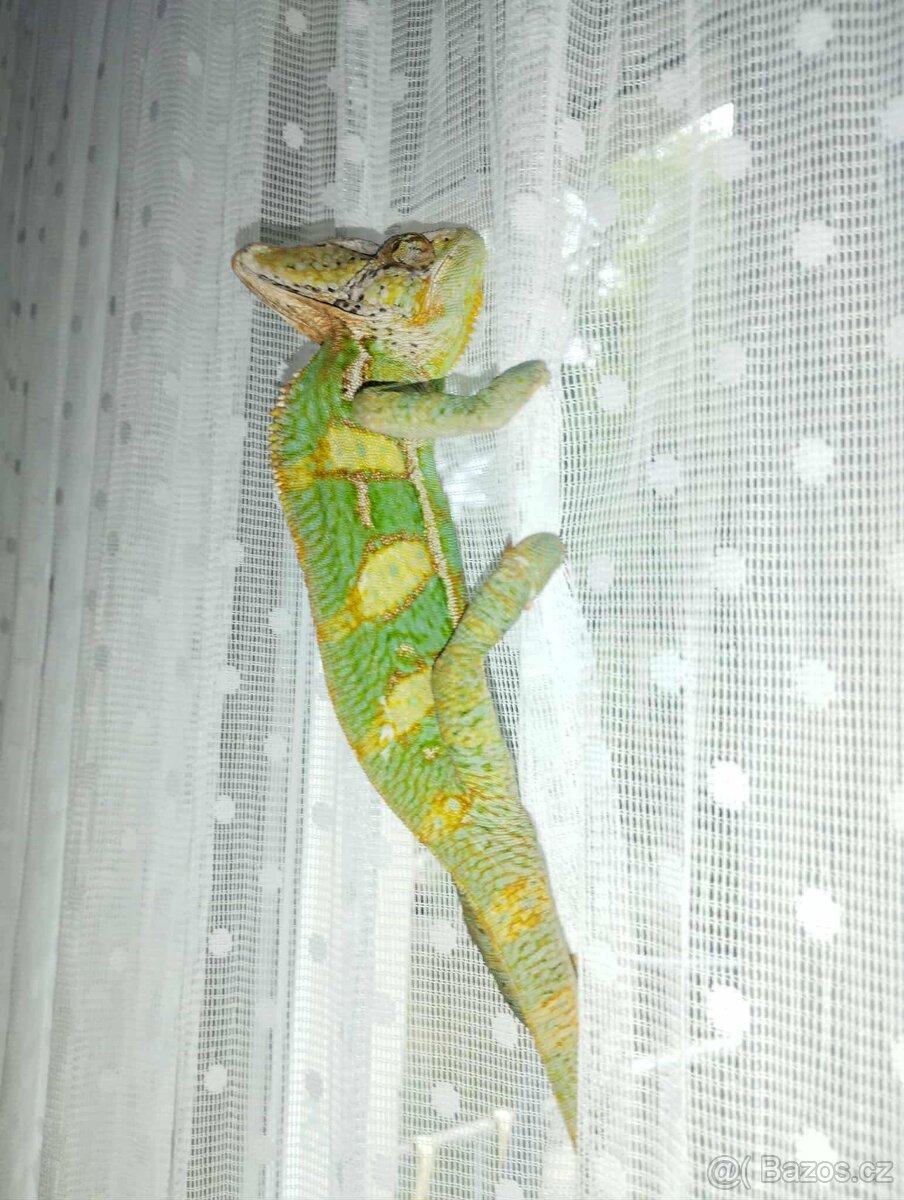Chameleon jemenský - 3