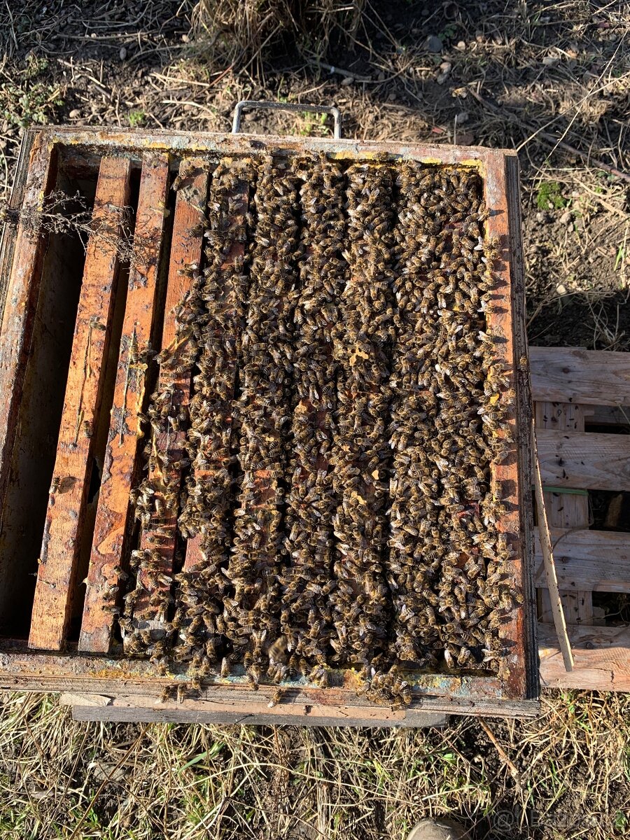 Včelí oddělky Buckfast VSH 2026 - 3