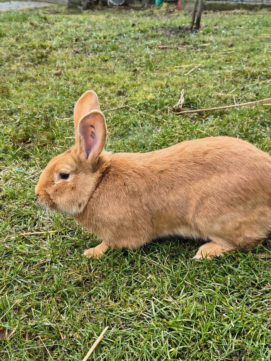 Burgundský s PP - 3