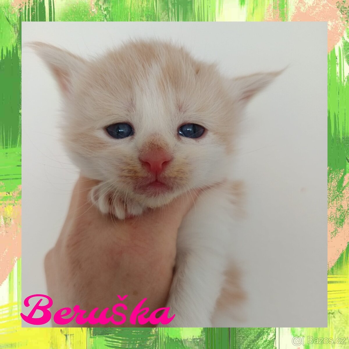 Mainská Mývalí bez PP - 3